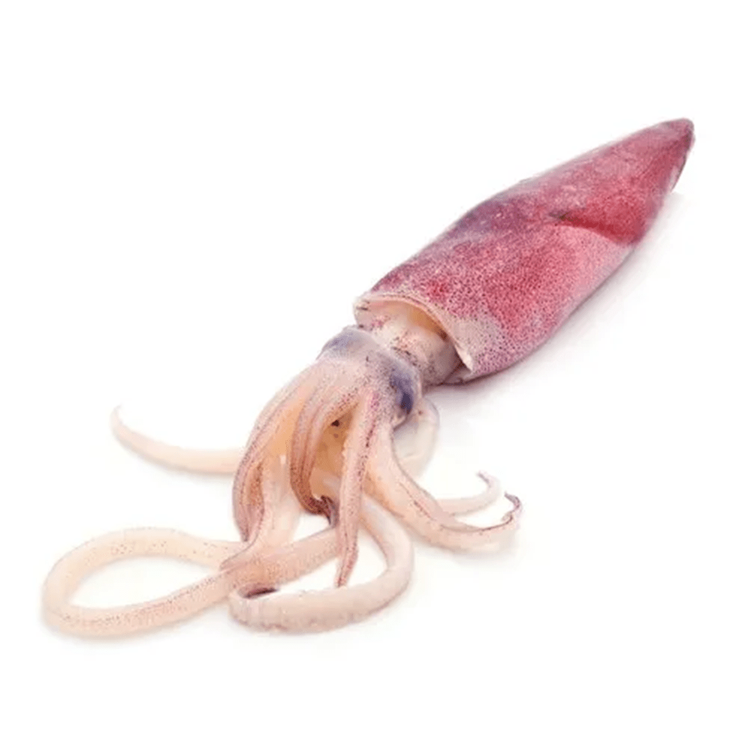Squid