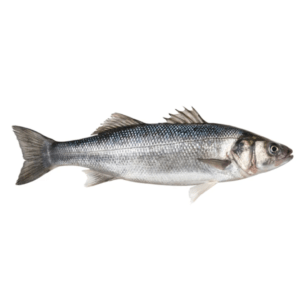 Barramundi
