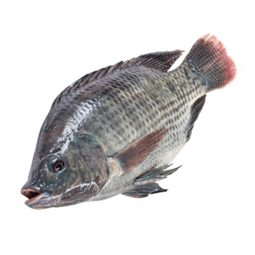 jalebi Fish